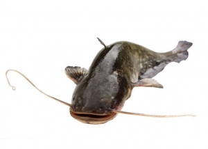 桂林鯰魚